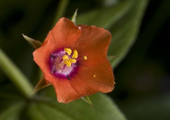 FLOR11