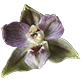 Les fleurs