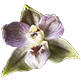 Les fleurs