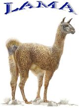 LAMA